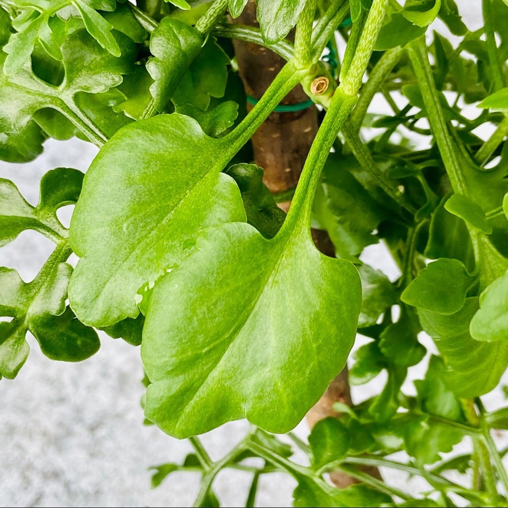 UNROOTED Cuttings RARE Kalanchoe Schizophylla Two Cuttings - Picture 7 of 17
